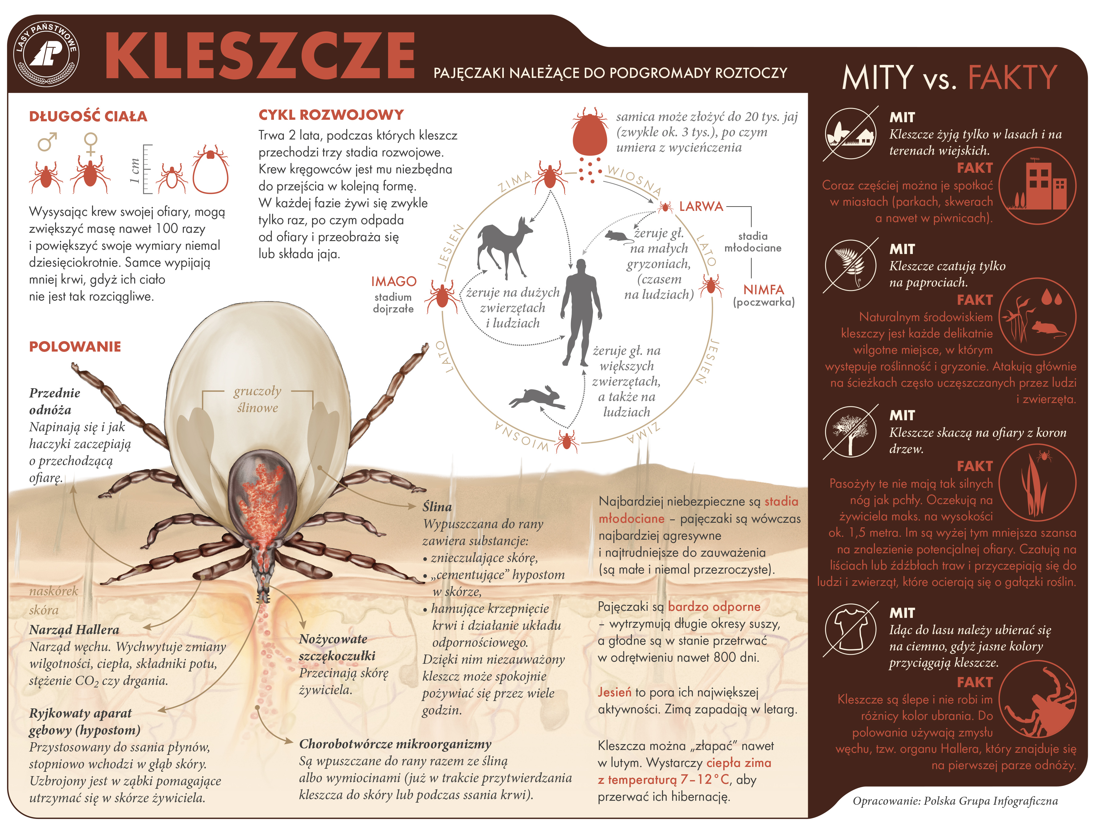 Infografika o kleszczach