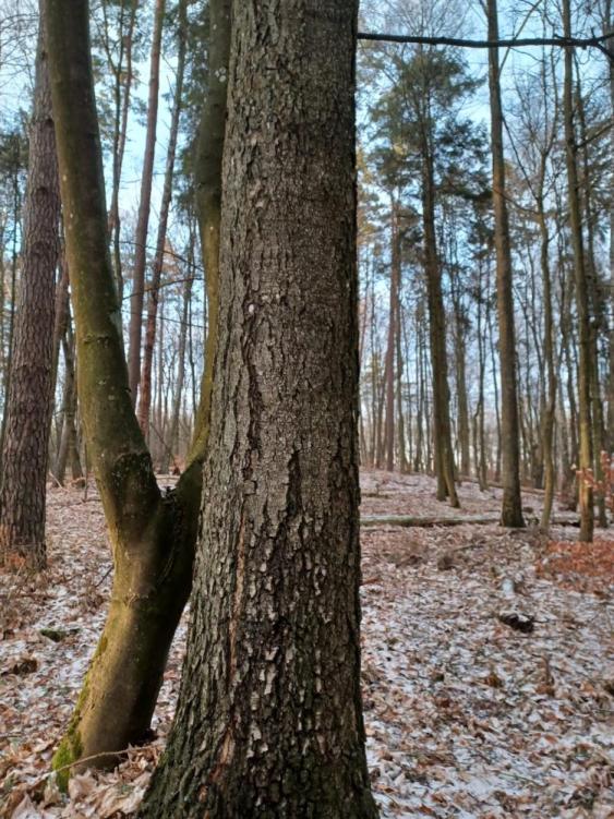 Brzoza&#x20;a&#x20;czarną&#x20;korą&#x20;&#x2f;fot&#x2e;&#x20;Adam&#x20;Kędziora